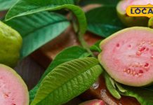 सर्दियों में इम्यूनिटी, पाचन, दिल और स्किन चारों का ख्याल रखे एक ही फल!जानें अमरूद खाने के गजब के फायदे – Madhya Pradesh News