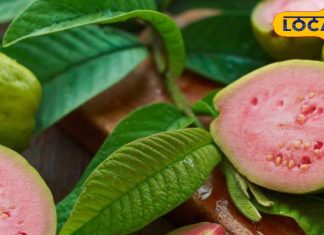 सर्दियों में इम्यूनिटी, पाचन, दिल और स्किन चारों का ख्याल रखे एक ही फल!जानें अमरूद खाने के गजब के फायदे – Madhya Pradesh News