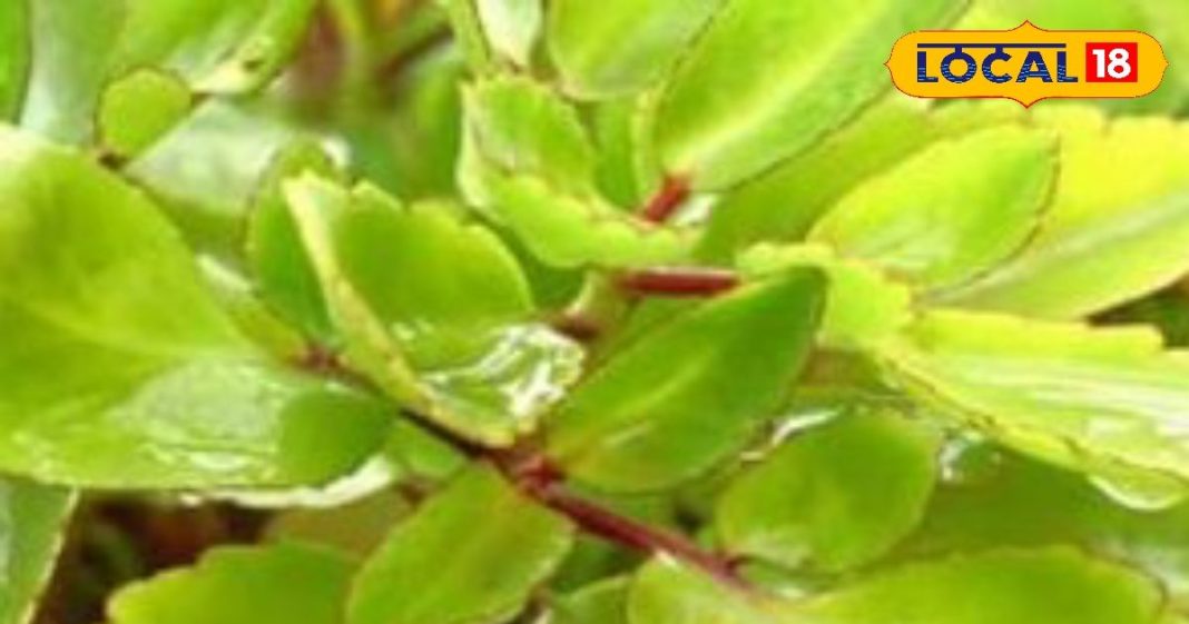 लिवर का टॉनिक तो पथरी के लिए काल है यह पौधा, बेहद चमत्कारी हैं फायदे, जानें सेवन का तरीका – Uttar Pradesh News