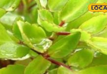 लिवर का टॉनिक तो पथरी के लिए काल है यह पौधा, बेहद चमत्कारी हैं फायदे, जानें सेवन का तरीका – Uttar Pradesh News