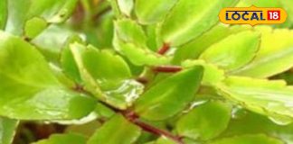 लिवर का टॉनिक तो पथरी के लिए काल है यह पौधा, बेहद चमत्कारी हैं फायदे, जानें सेवन का तरीका – Uttar Pradesh News