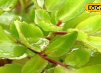 लिवर का टॉनिक तो पथरी के लिए काल है यह पौधा, बेहद चमत्कारी हैं फायदे, जानें सेवन का तरीका – Uttar Pradesh News