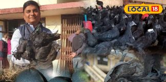 कम फैट, हाई प्रोटीन… काले मांस में छुपा सेहत का खजाना, कड़कनाथ मुर्गा के फायदे जान हो जाएंगे हैरान