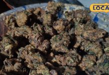 नाश्ते में बनाएं छतरपुर की फेमस मूंग दाल मंगोड़ी, खाते ही मुंह से निकलेगी तारीफ, सिंपल है रेसिपी