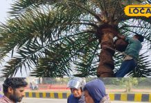 बोकारो में तमिलनाडु के ताड़ गुड़ का धमाल, रोजाना 50 से 60 किलो हो रही बिक्री – Jharkhand News