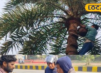 बोकारो में तमिलनाडु के ताड़ गुड़ का धमाल, रोजाना 50 से 60 किलो हो रही बिक्री – Jharkhand News