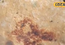 सर्दियों में बनाएं छत्तीसगढ़िया मूली पराठा, तारीफ करते नहीं थकेंगे मेहमान