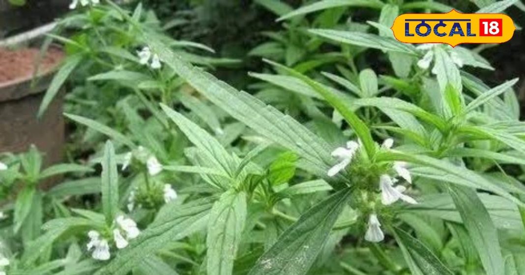 द्रोणपुष्पी के औषधीय गुण और स्वास्थ्य लाभ जानें आयुर्वेदिक उपयोग.