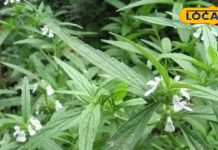 द्रोणपुष्पी के औषधीय गुण और स्वास्थ्य लाभ जानें आयुर्वेदिक उपयोग.