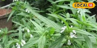 द्रोणपुष्पी के औषधीय गुण और स्वास्थ्य लाभ जानें आयुर्वेदिक उपयोग.