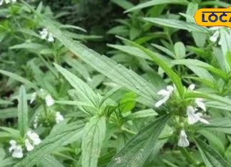 द्रोणपुष्पी के औषधीय गुण और स्वास्थ्य लाभ जानें आयुर्वेदिक उपयोग.