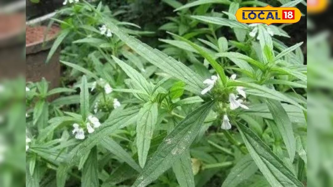 खांसी, जुकाम और दमा के लिए रामबाण है यह पौधा, रोजाना ऐसे करें सेवन, इम्युनिटी भी हो जाएगी बूस्ट