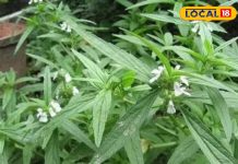 खांसी, जुकाम और दमा के लिए रामबाण है यह पौधा, रोजाना ऐसे करें सेवन, इम्युनिटी भी हो जाएगी बूस्ट