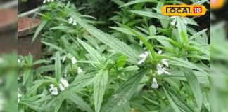 खांसी, जुकाम और दमा के लिए रामबाण है यह पौधा, रोजाना ऐसे करें सेवन, इम्युनिटी भी हो जाएगी बूस्ट