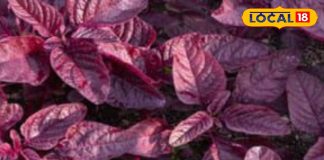 खून बढ़ाने से लेकर हड्डियां मजबूत करने तक, लाल साग के चमत्कारी फायदे, महिलाओं और बच्चों के लिए खास – Uttar Pradesh News