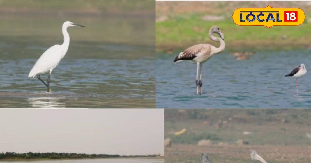 किस्तारेड्डीपेट झील हैदराबाद – Rare Birds & Flamingo Spot | Kistareddipet Lake Birdwatching Hyderabad