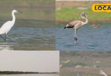 किस्तारेड्डीपेट झील हैदराबाद – Rare Birds & Flamingo Spot | Kistareddipet Lake Birdwatching Hyderabad