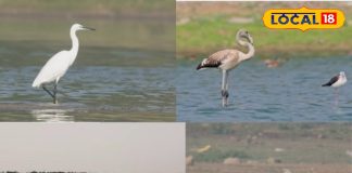 किस्तारेड्डीपेट झील हैदराबाद – Rare Birds & Flamingo Spot | Kistareddipet Lake Birdwatching Hyderabad