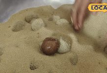 Chaman Lal ras kadam purity made sweets famous in Samastipur and globally