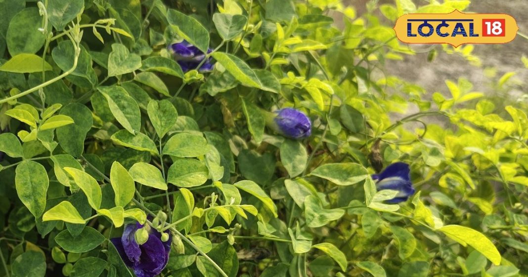 अपराजिता के फूल सिर्फ सुंदर नहीं बल्कि औषधीय गुणों का भंडार, बच्चों की याददाश्त बढ़ाने से लेकर दर्द–सूजन में कारगर – Bihar News