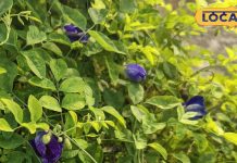 अपराजिता के फूल सिर्फ सुंदर नहीं बल्कि औषधीय गुणों का भंडार, बच्चों की याददाश्त बढ़ाने से लेकर दर्द–सूजन में कारगर – Bihar News