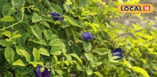 अपराजिता के फूल सिर्फ सुंदर नहीं बल्कि औषधीय गुणों का भंडार, बच्चों की याददाश्त बढ़ाने से लेकर दर्द–सूजन में कारगर – Bihar News