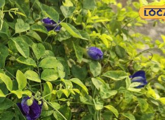 अपराजिता के फूल सिर्फ सुंदर नहीं बल्कि औषधीय गुणों का भंडार, बच्चों की याददाश्त बढ़ाने से लेकर दर्द–सूजन में कारगर – Bihar News