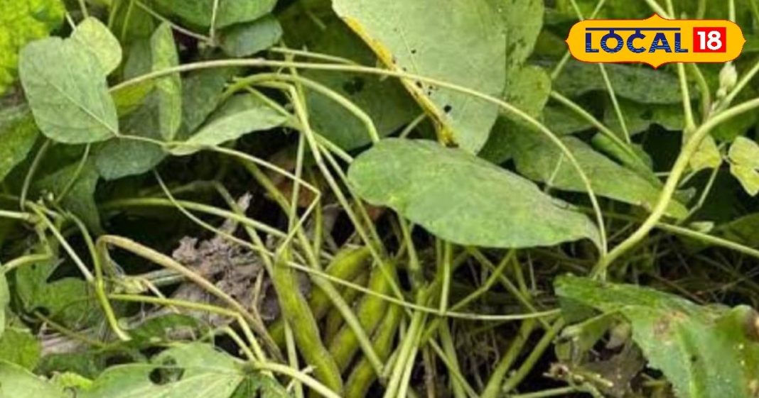 kewanch plant health benefits cholesterol diabetes kidney problem cure ayurvedic fayde, दवाइयों का पिटारा है ये अनोखा पौधा, बीज से लेकर फल तक में छिपे हैं गुण, डायबिटीज और कब्ज जैसी समस्या में कारगर