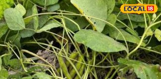 kewanch plant health benefits cholesterol diabetes kidney problem cure ayurvedic fayde, दवाइयों का पिटारा है ये अनोखा पौधा, बीज से लेकर फल तक में छिपे हैं गुण, डायबिटीज और कब्ज जैसी समस्या में कारगर