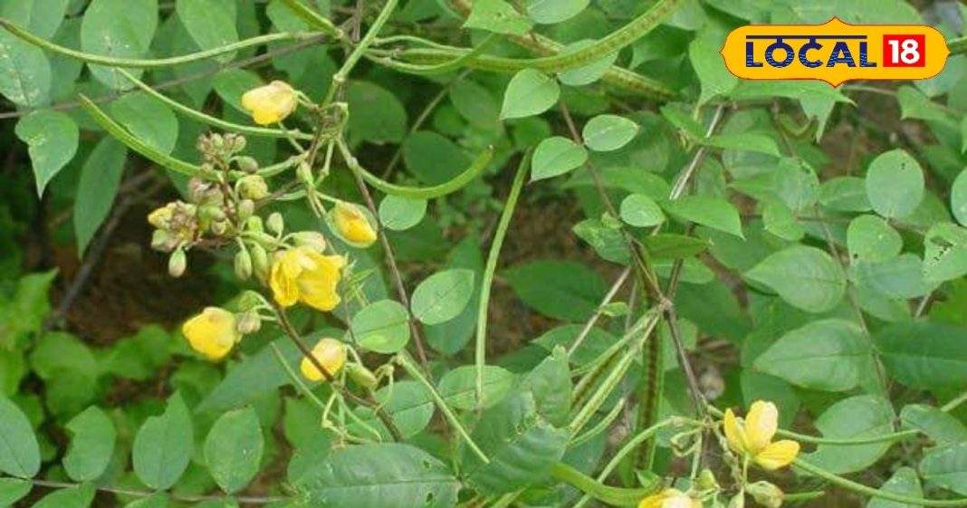 कासमर्द पौधा फायदे – खांसी और दमा की प्राकृतिक औषधि. Kasamard Plant Benefits for Cough & Asthma