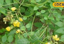 कासमर्द पौधा फायदे – खांसी और दमा की प्राकृतिक औषधि. Kasamard Plant Benefits for Cough & Asthma