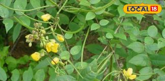 कासमर्द पौधा फायदे – खांसी और दमा की प्राकृतिक औषधि. Kasamard Plant Benefits for Cough & Asthma
