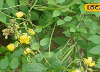 कासमर्द पौधा फायदे – खांसी और दमा की प्राकृतिक औषधि. Kasamard Plant Benefits for Cough & Asthma