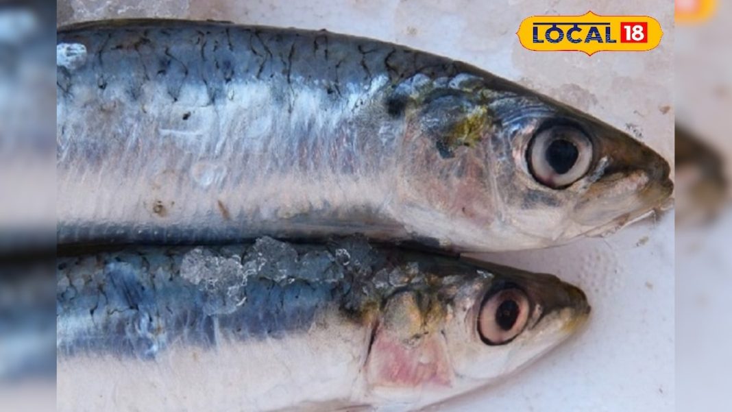 सर्दी में धूप नहीं मिले तो खाएं यह मछली! एक्सपर्ट ने बताया कौन सी फिश देगी विटामिन-D और ओमेगा-3