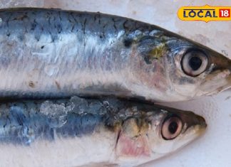 सर्दी में धूप नहीं मिले तो खाएं यह मछली! एक्सपर्ट ने बताया कौन सी फिश देगी विटामिन-D और ओमेगा-3