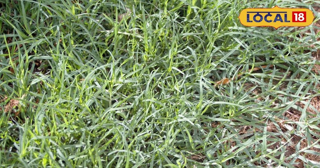 सड़क किनारे उगने वाली ये घास! झट से रोक देगी तेजी से बहता खून, पीलिया, लीवर डायबिटीज की अचूक दवा