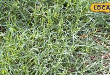 सड़क किनारे उगने वाली ये घास! झट से रोक देगी तेजी से बहता खून, पीलिया, लीवर डायबिटीज की अचूक दवा