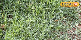 सड़क किनारे उगने वाली ये घास! झट से रोक देगी तेजी से बहता खून, पीलिया, लीवर डायबिटीज की अचूक दवा