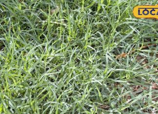 सड़क किनारे उगने वाली ये घास! झट से रोक देगी तेजी से बहता खून, पीलिया, लीवर डायबिटीज की अचूक दवा