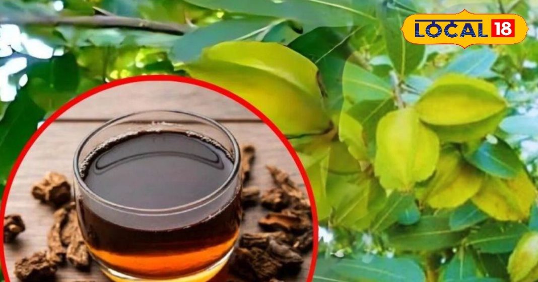 हर्बल टी का बाप है ये चाय, पीते ही बूस्ट होती एनर्जी, हार्ट अटैक में भी बनती शील्ड, जानें अनगिनत फायदे – Madhya Pradesh News