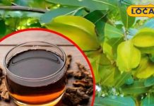 हर्बल टी का बाप है ये चाय, पीते ही बूस्ट होती एनर्जी, हार्ट अटैक में भी बनती शील्ड, जानें अनगिनत फायदे – Madhya Pradesh News