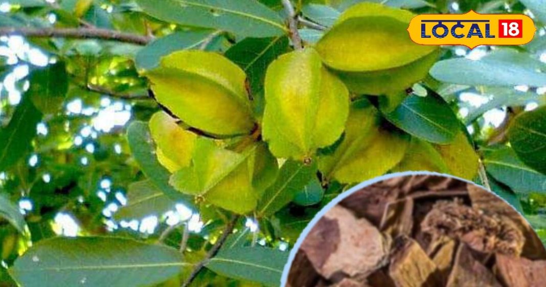 ना होगा ब्लॉकेज, ना फूलेगी सांस, इस पेड़ की छाल का काढ़ा पीएंगे तो दिल की समस्याएं होंगी दूर, डॉक्टर ने बताए फायदे – Madhya Pradesh News
