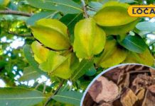 ना होगा ब्लॉकेज, ना फूलेगी सांस, इस पेड़ की छाल का काढ़ा पीएंगे तो दिल की समस्याएं होंगी दूर, डॉक्टर ने बताए फायदे – Madhya Pradesh News