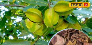 ना होगा ब्लॉकेज, ना फूलेगी सांस, इस पेड़ की छाल का काढ़ा पीएंगे तो दिल की समस्याएं होंगी दूर, डॉक्टर ने बताए फायदे – Madhya Pradesh News