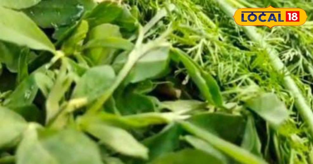 पाचन की समस्या है? मेथी से मिलेगा आसान और प्राकृतिक समाधान, साथ ही वजन कम करना भी बनेगा आसान – Uttar Pradesh News
