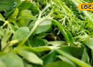 पाचन की समस्या है? मेथी से मिलेगा आसान और प्राकृतिक समाधान, साथ ही वजन कम करना भी बनेगा आसान – Uttar Pradesh News