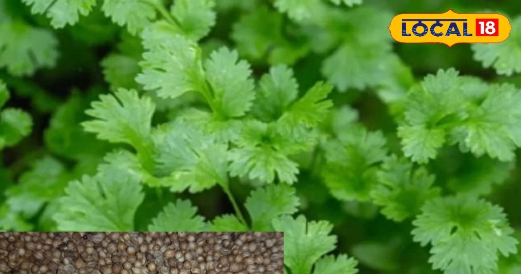 सेहत के लिए संजीवनी है किचन में मौजूद यह मसाला, लिवर, किडनी से लेकर डायबिटीज के लिए रामबाण, जानें उपयोग – Uttar Pradesh News