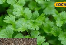 सेहत के लिए संजीवनी है किचन में मौजूद यह मसाला, लिवर, किडनी से लेकर डायबिटीज के लिए रामबाण, जानें उपयोग – Uttar Pradesh News