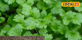 सेहत के लिए संजीवनी है किचन में मौजूद यह मसाला, लिवर, किडनी से लेकर डायबिटीज के लिए रामबाण, जानें उपयोग – Uttar Pradesh News