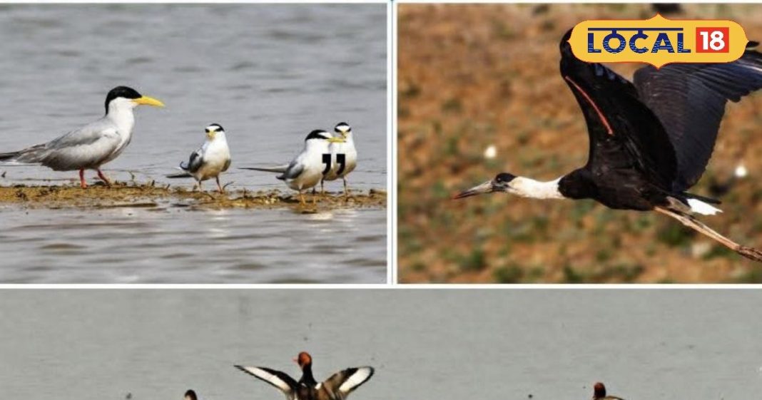 टूरिस्ट की लिस्ट में एड हुआ छत्तीसगढ़ का कोपरा जलाशय, बिलासपुर को दिलाएगा ऐतिहासिक पहचान, रायपुर से महज इतनी दूरी – Chhattisgarh News